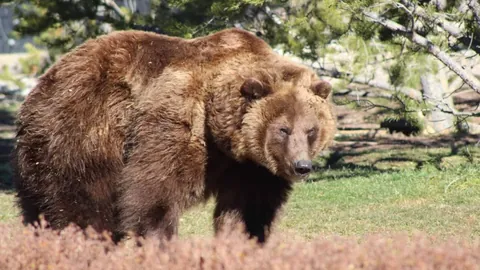 “NBA全明星赛半决赛：帕克迎战奥尼尔队，精彩瞬间大盘点”